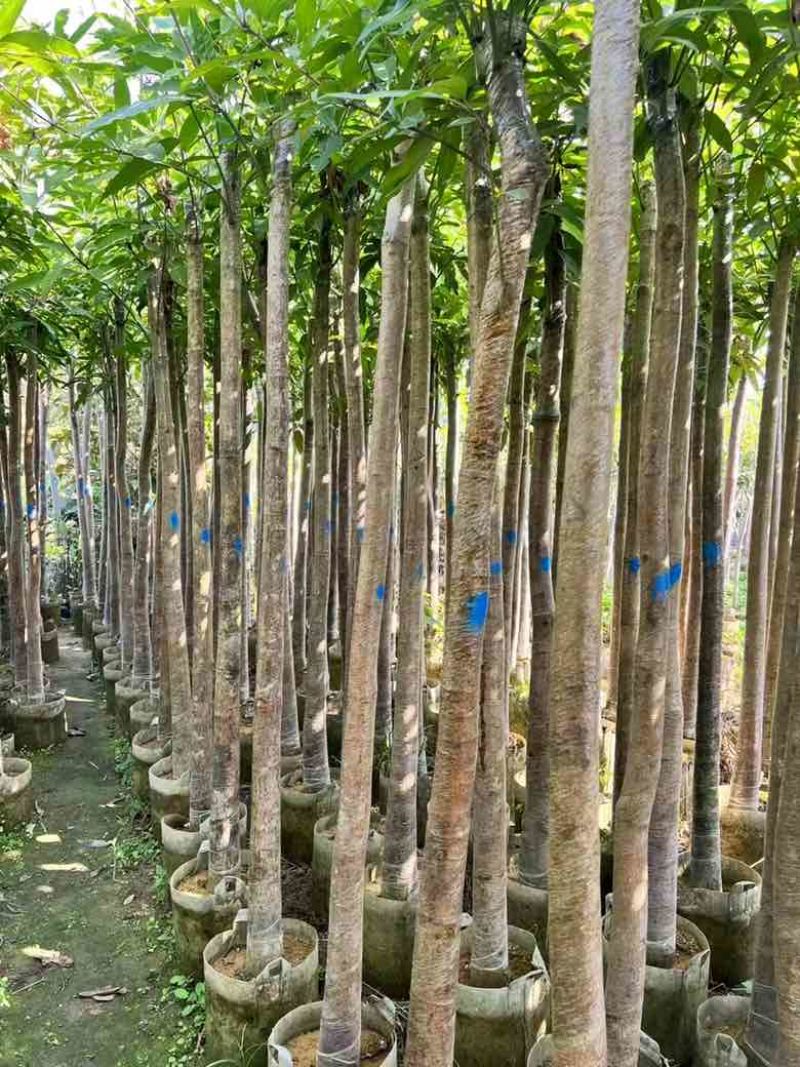 芒果树3-15分，各种规格，大量低价出售