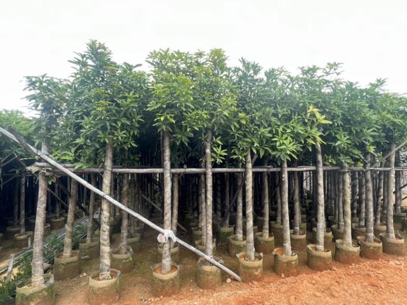 芒果树3-15分，各种规格，大量低价出售