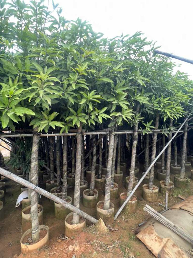 芒果树3-15分，各种规格，大量低价出售