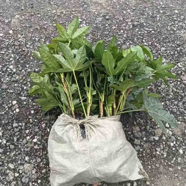 八角金盘
