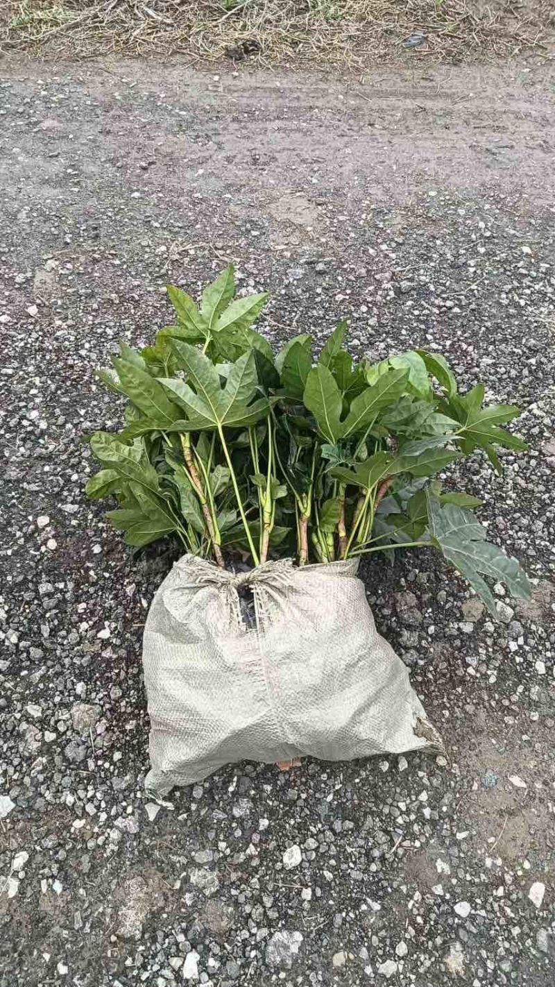 八角金盘