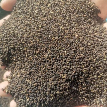 新疆中药材白花菜籽