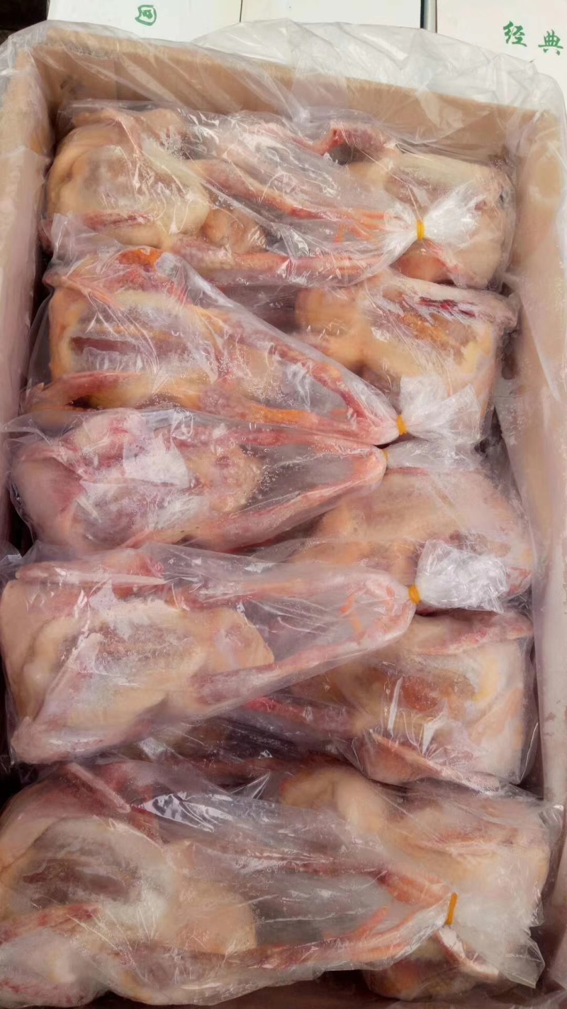 白条乳鸽6两
