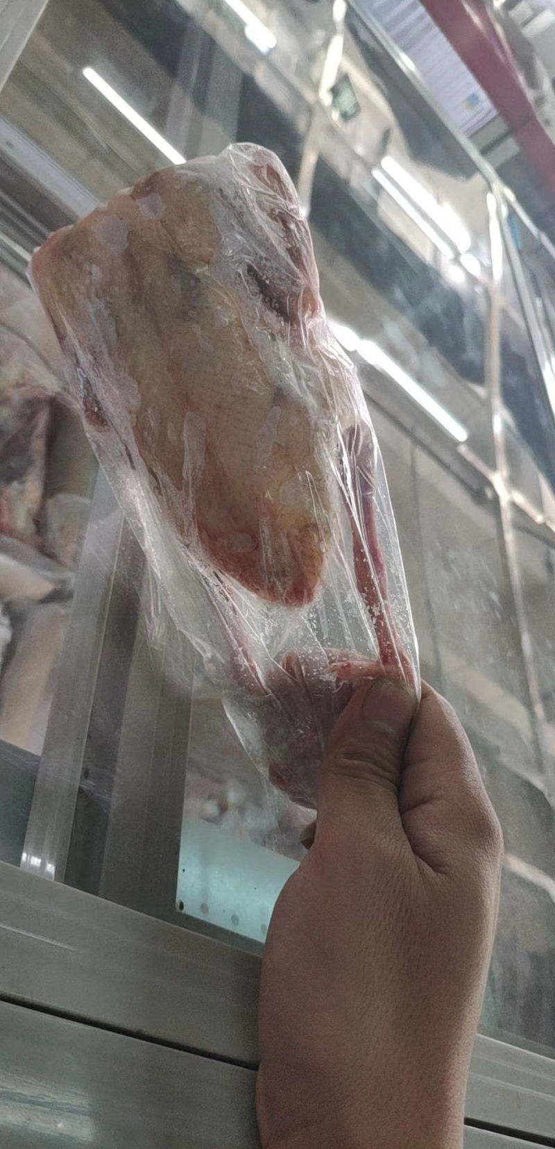 白条乳鸽6两