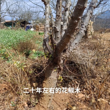 西昌花椒木