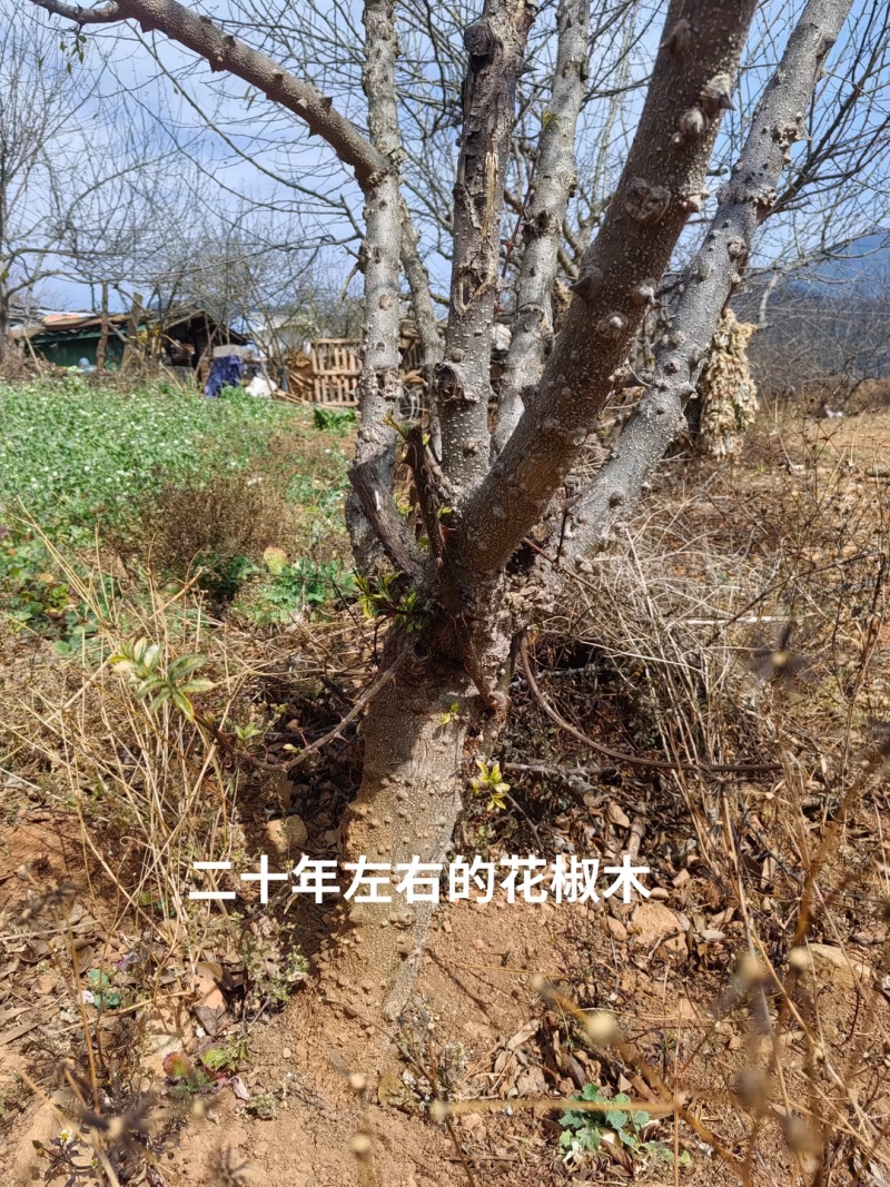 西昌花椒木
