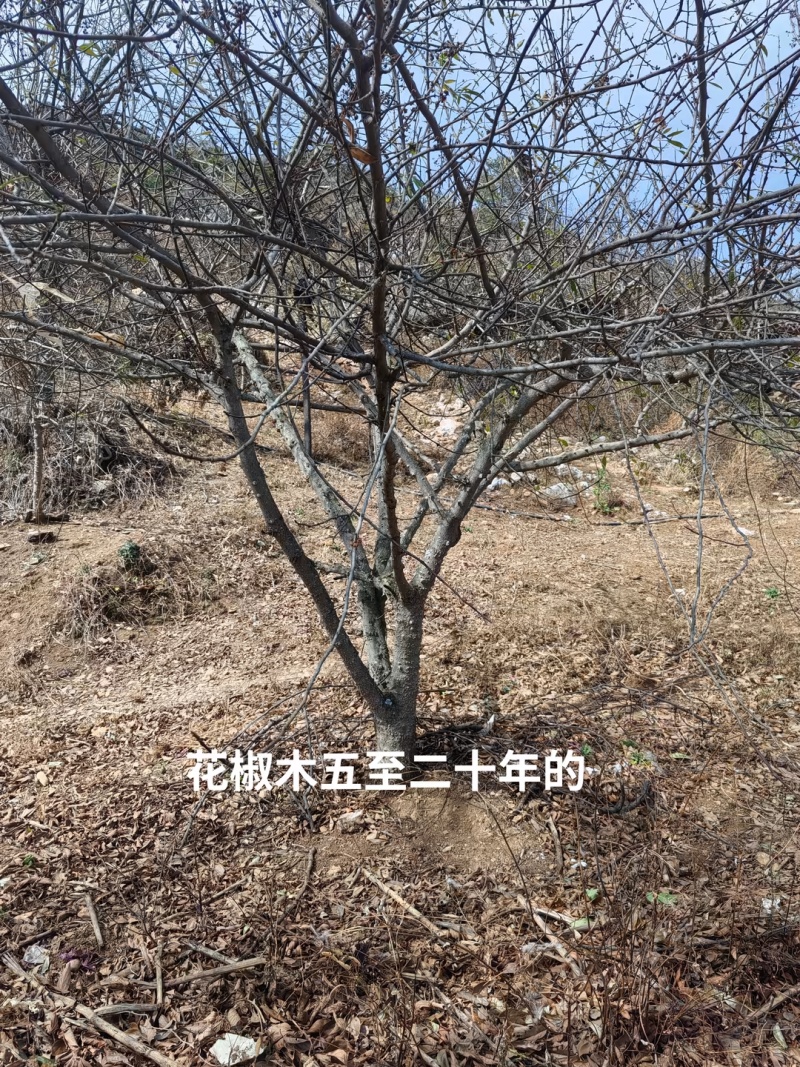 西昌花椒木