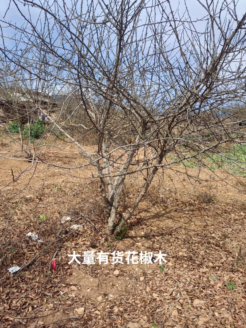 西昌花椒木