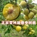 蜂蜜李子树苗，诚信经营，欢迎客商来电咨询