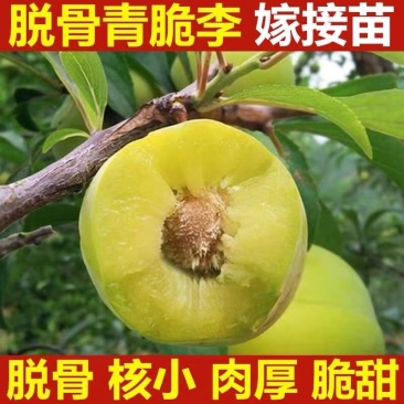 蜂蜜李子树苗，诚信经营，欢迎客商来电咨询