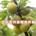 蜂蜜李子树苗，诚信经营，欢迎客商来电咨询