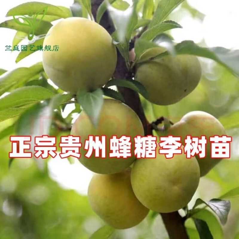蜂蜜李子树苗，诚信经营，欢迎客商来电咨询