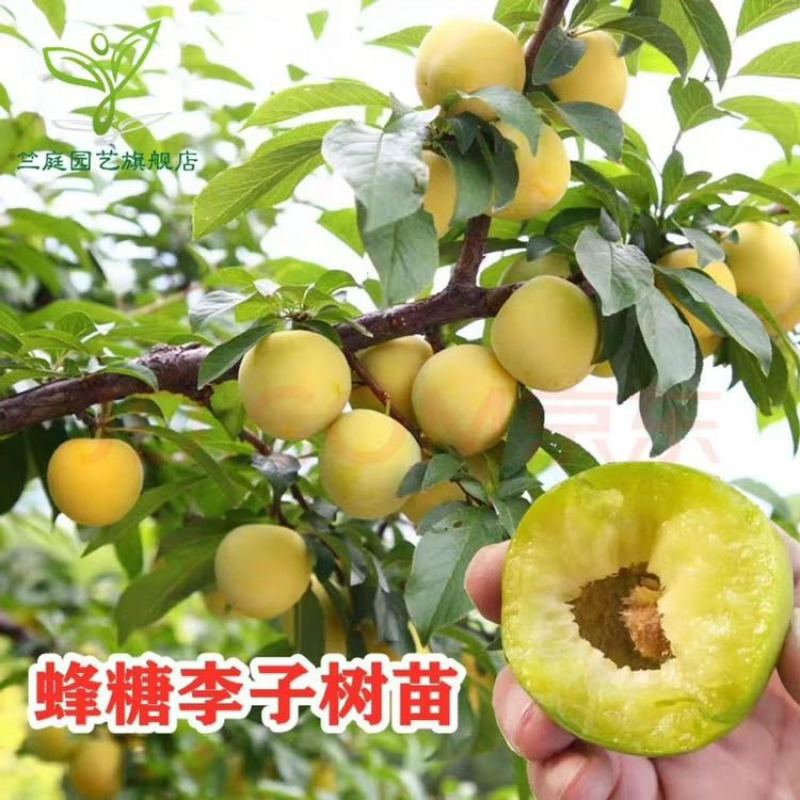 蜂蜜李子树苗，诚信经营，欢迎客商来电咨询
