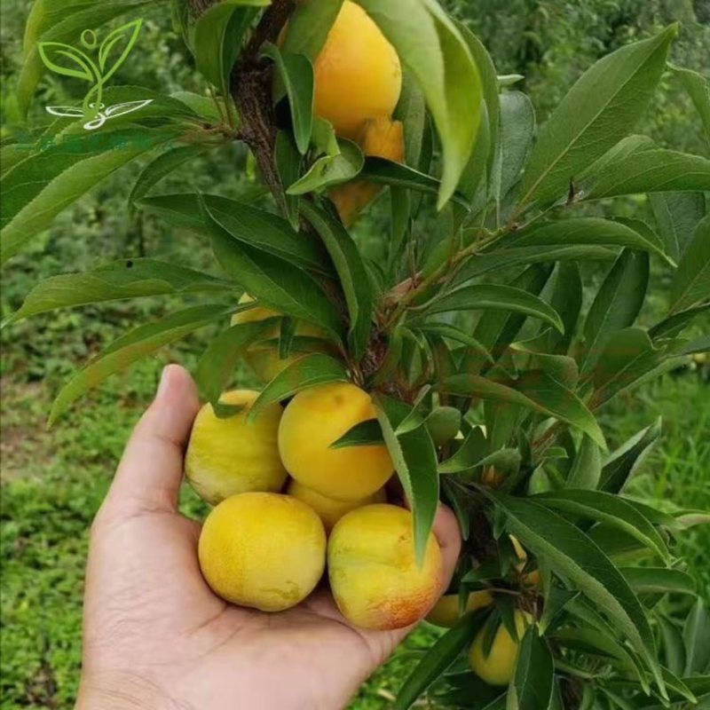 蜂蜜李子树苗，诚信经营，欢迎客商来电咨询