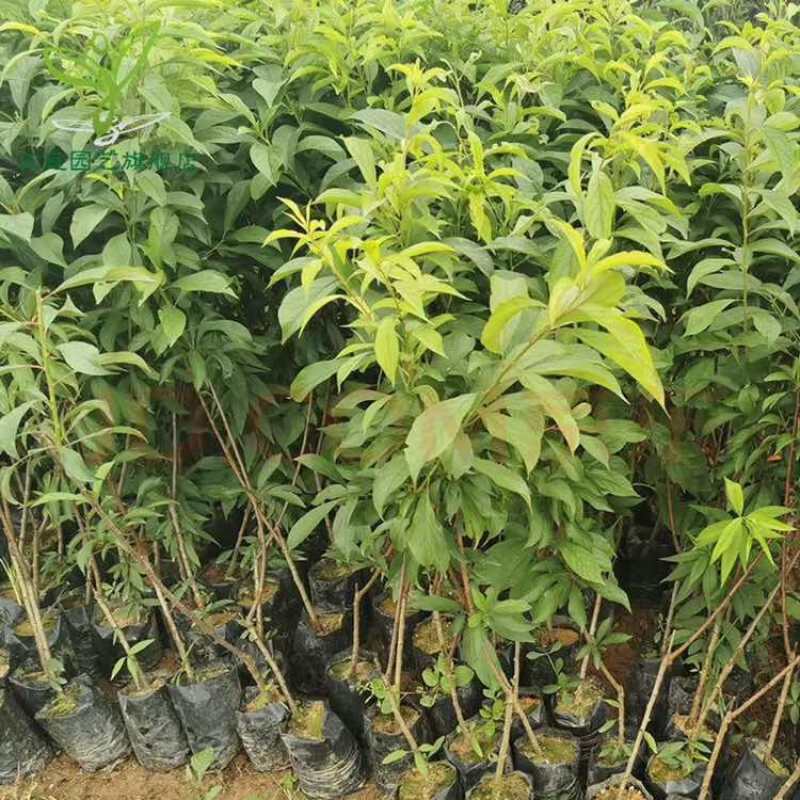 蜂蜜李子树苗，诚信经营，欢迎客商来电咨询
