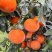 沃柑