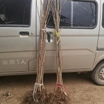达维大榛子苗
