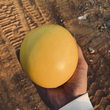 黄晶果