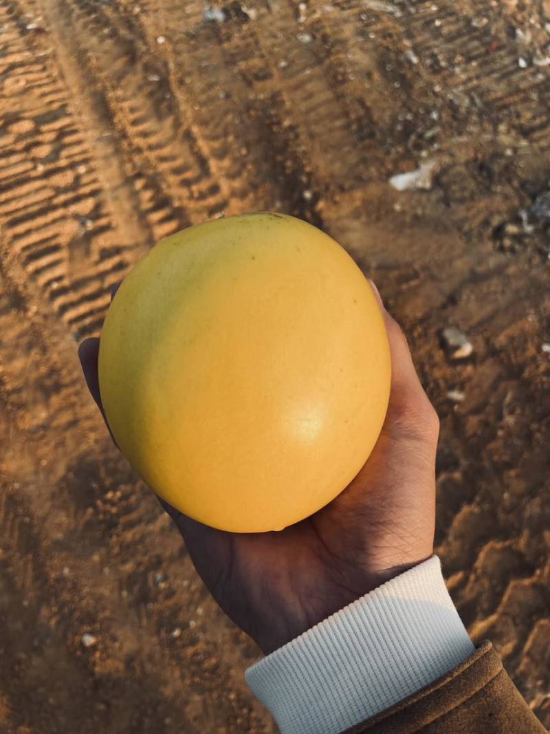 黄晶果