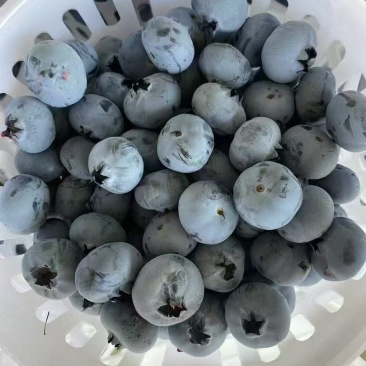 云南蓝莓大量供应需要的老板来F6L11L2542