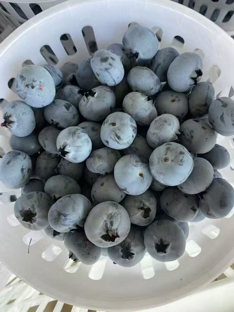 云南蓝莓大量供应需要的老板来F6L11L2542
