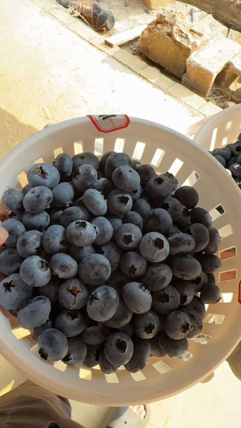 云南蓝莓大量供应需要的老板来F6L11L2542
