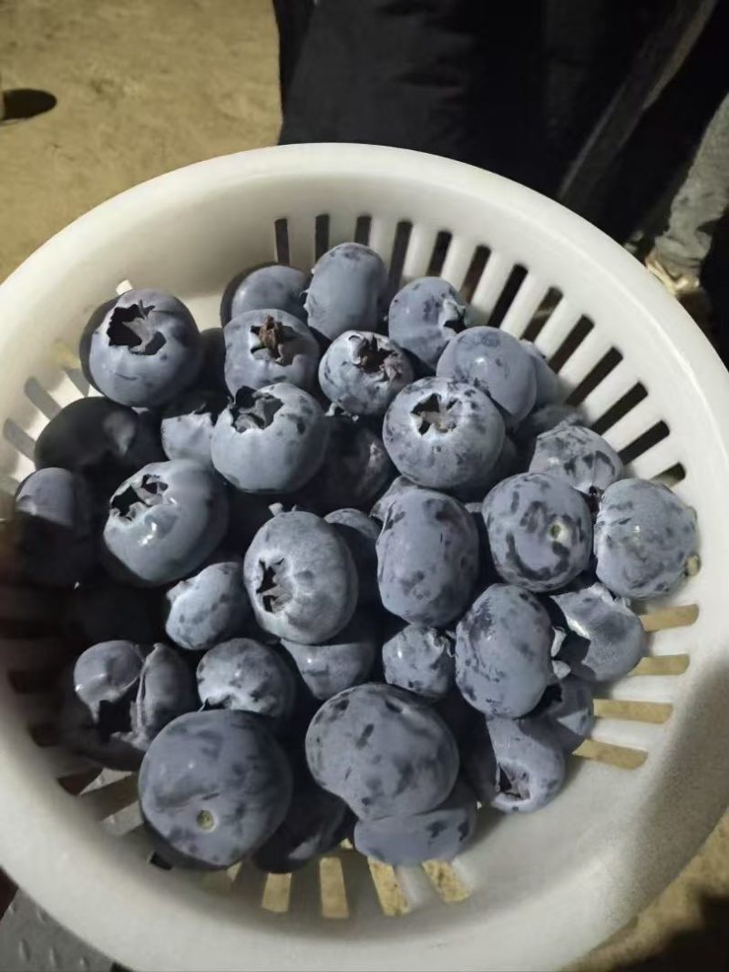云南蓝莓大量供应需要的老板来F6L11L2542