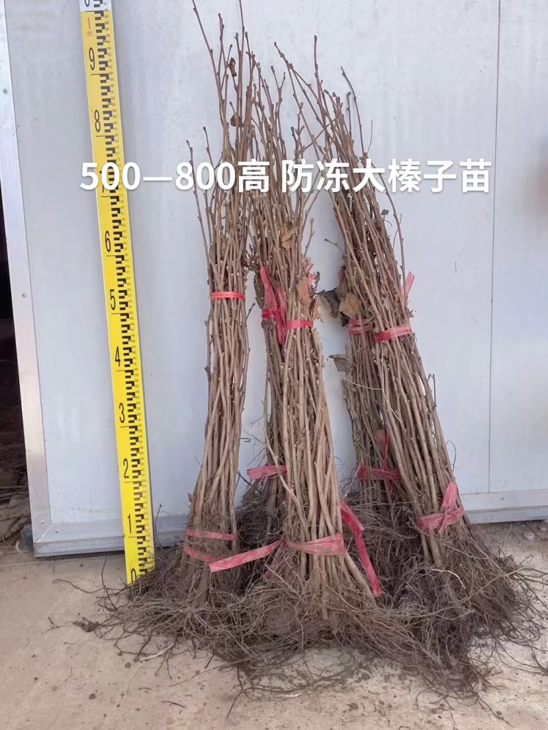 大榛子苗达维大榛子苗
