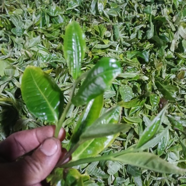头春，开始了，欢迎大佬来盘
