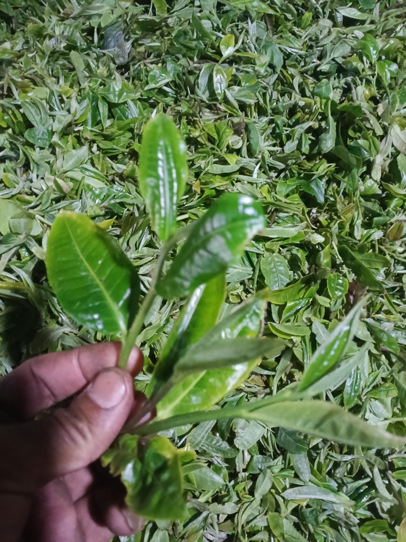 头春，开始了，欢迎大佬来盘