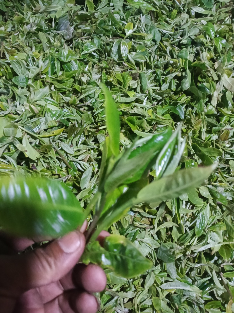 头春，开始了，欢迎大佬来盘