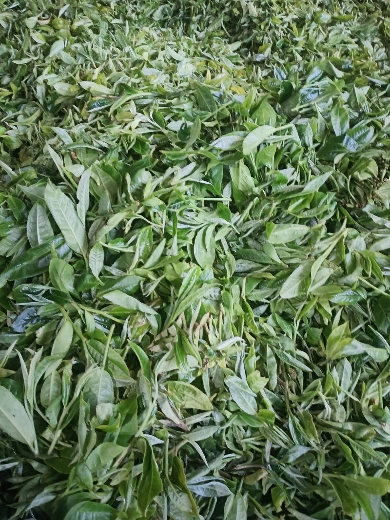 头春，开始了，欢迎大佬来盘