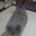 蓝猫