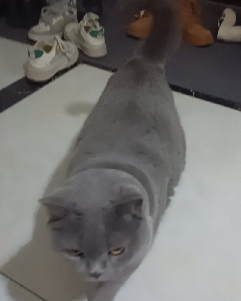 蓝猫