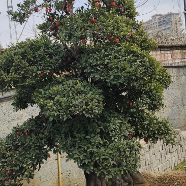 各种品种金弹子盆景出售，欢迎各位老板选购，价格合理，质量
