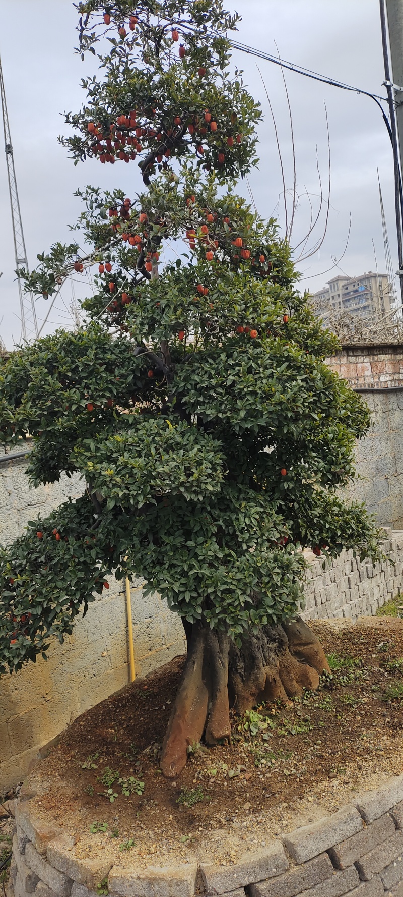 各种品种金弹子盆景出售，欢迎各位老板选购，价格合理，质量