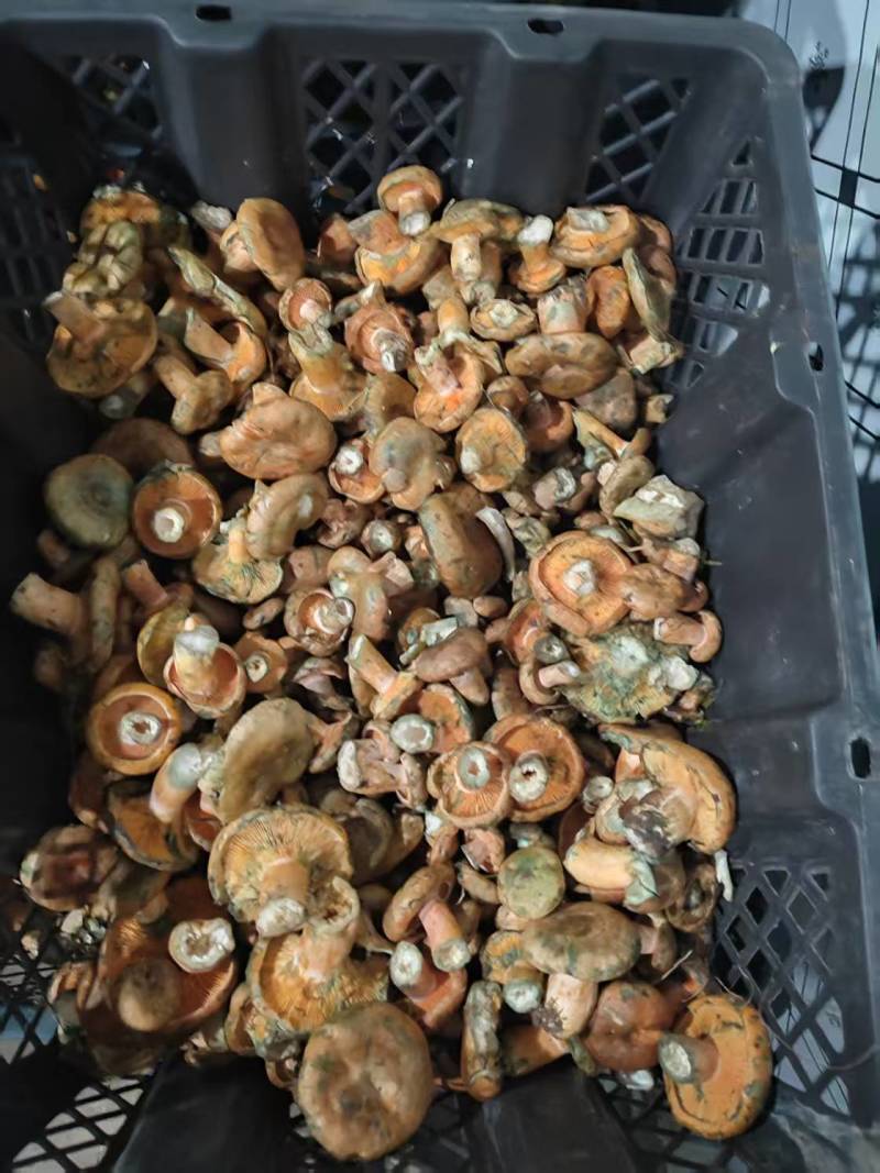 甘肃，青海黄蘑菇，寒菌