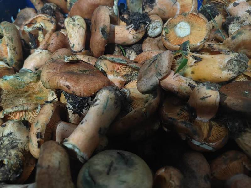 甘肃，青海黄蘑菇，寒菌
