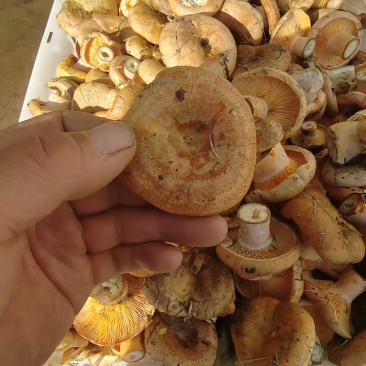 甘肃，青海黄蘑菇，寒菌