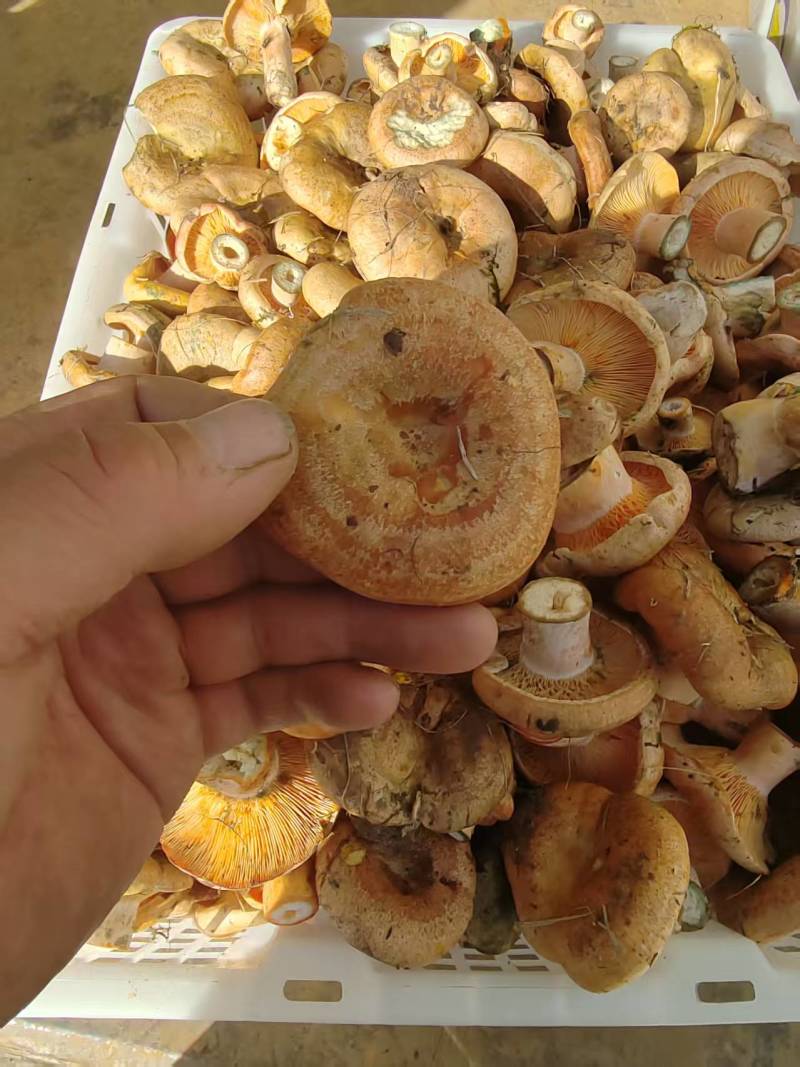 甘肃，青海黄蘑菇，寒菌