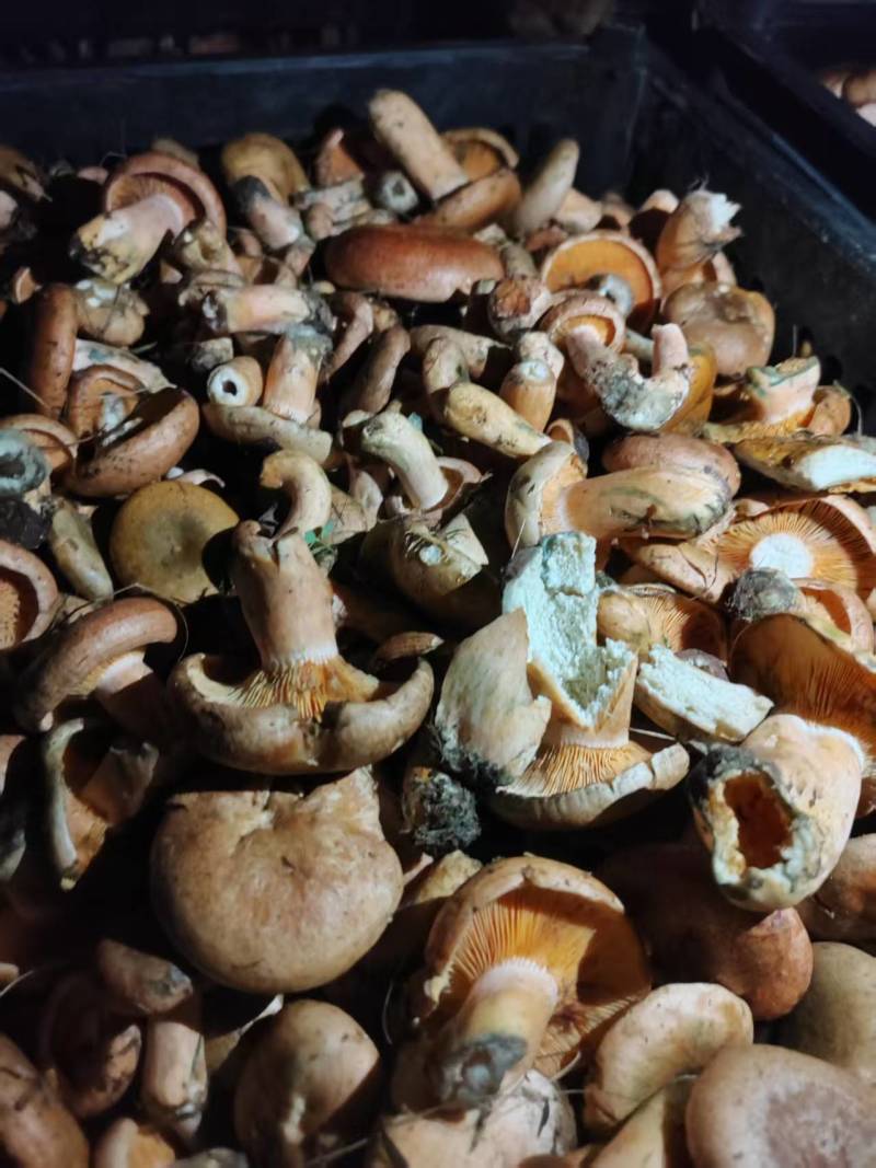 甘肃，青海黄蘑菇，寒菌