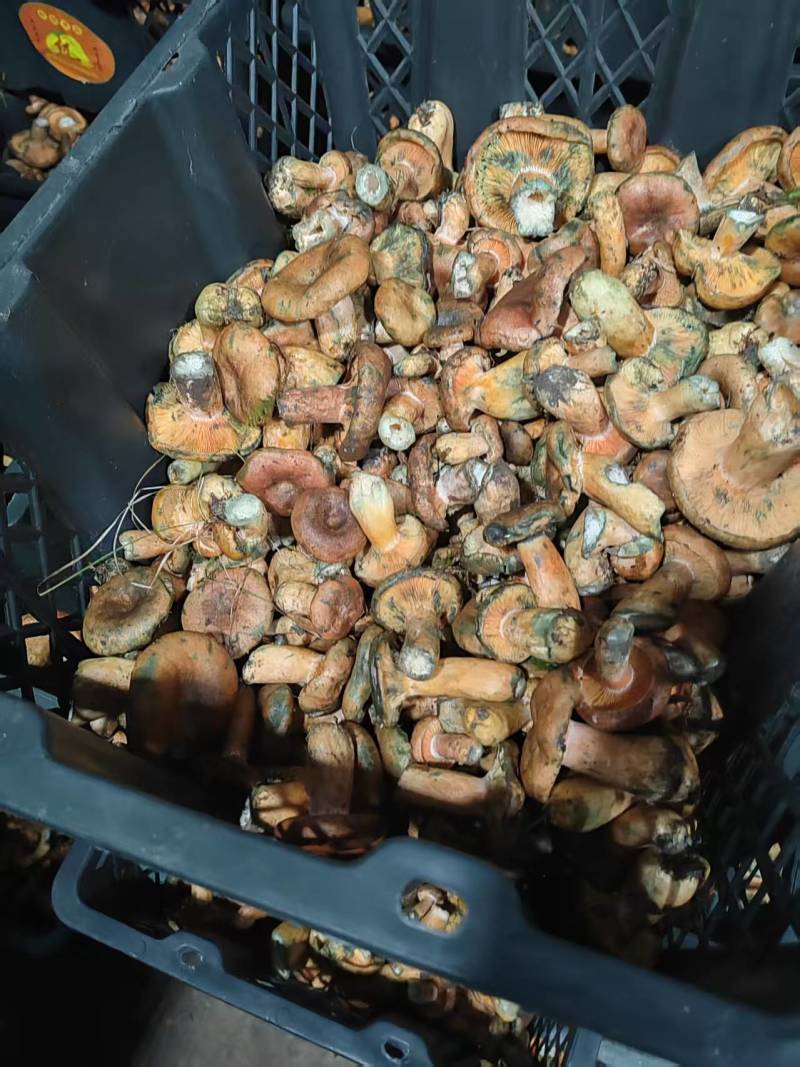 甘肃，青海黄蘑菇，寒菌
