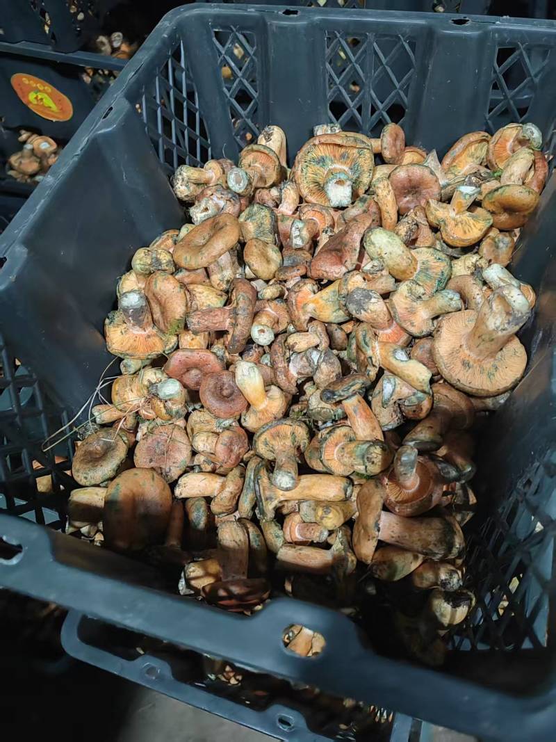 甘肃，青海黄蘑菇，寒菌