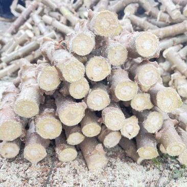 黄肉木薯苗广西产地直发黄金木薯苗华南九号