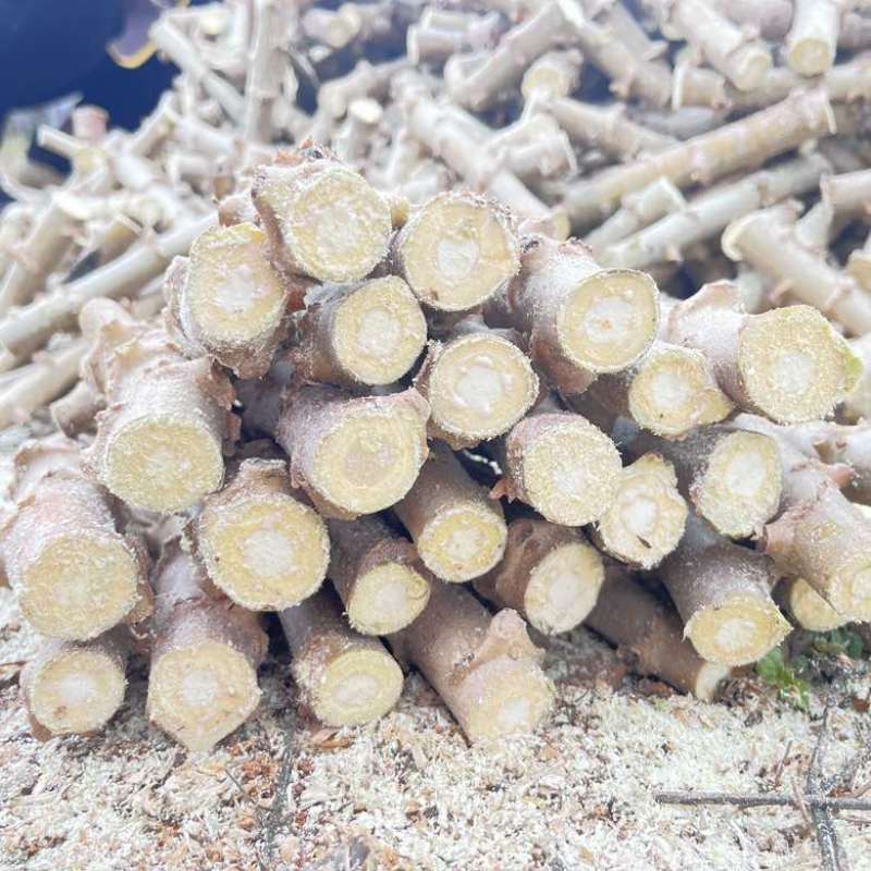 黄肉木薯苗广西产地直发黄金木薯苗华南九号
