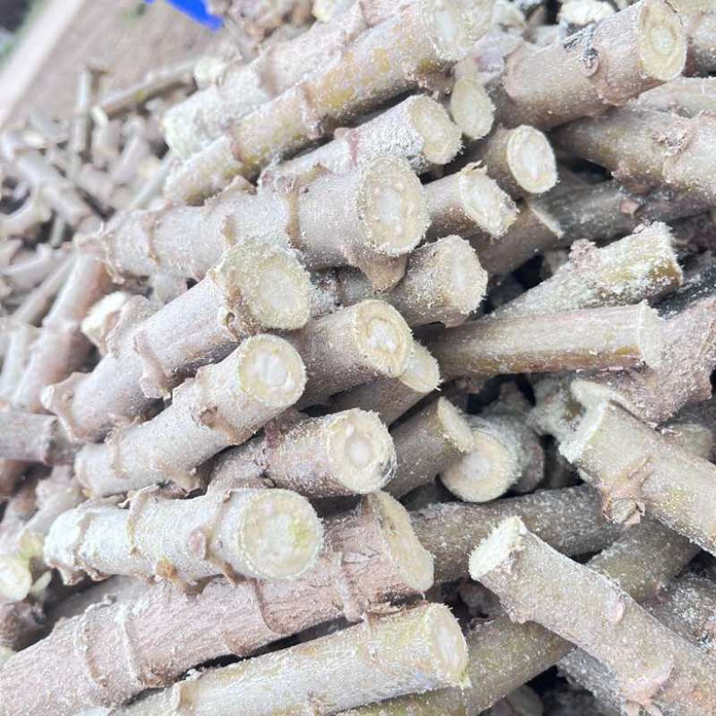 黄肉木薯苗广西产地直发黄金木薯苗华南九号