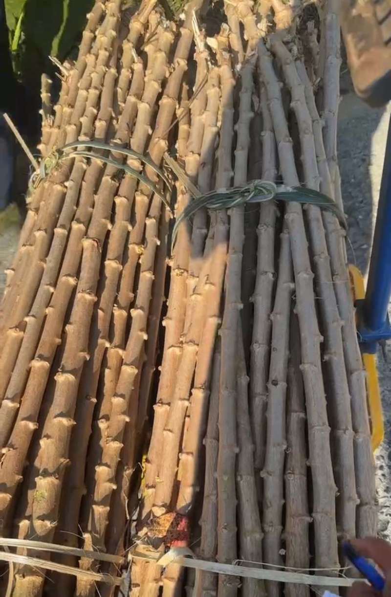 黄肉木薯苗广西产地直发黄金木薯苗华南九号