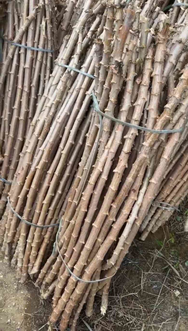 黄肉木薯苗广西产地直发黄金木薯苗华南九号