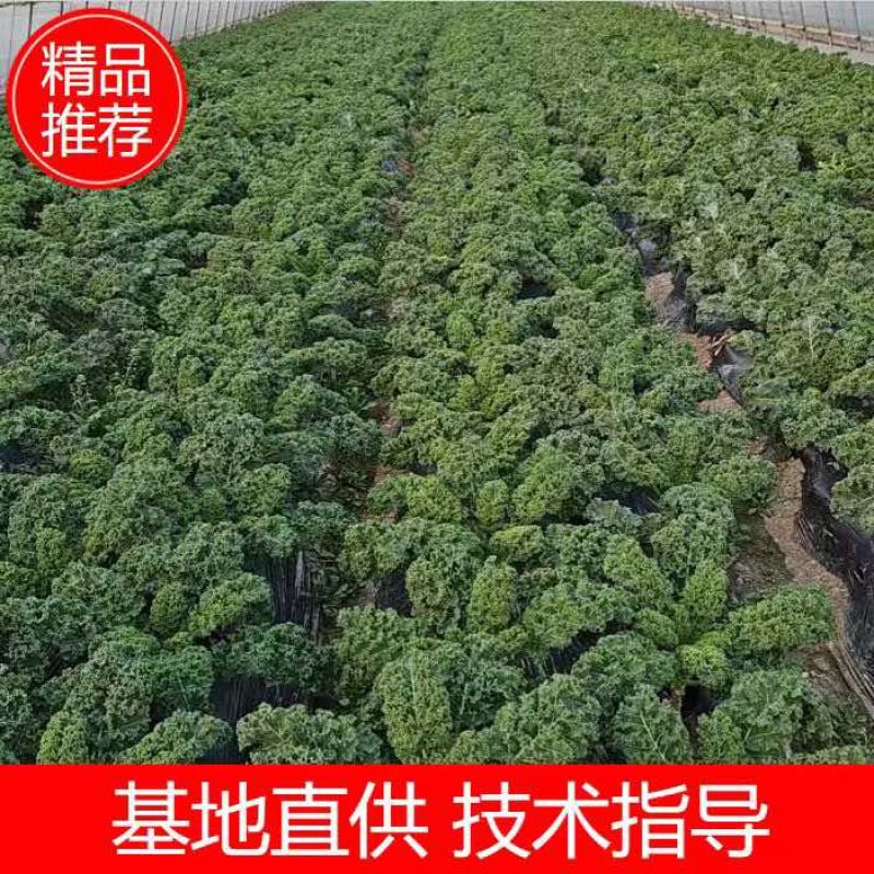 羽衣甘蓝（冬宝）、托斯卡纳羽衣甘蓝