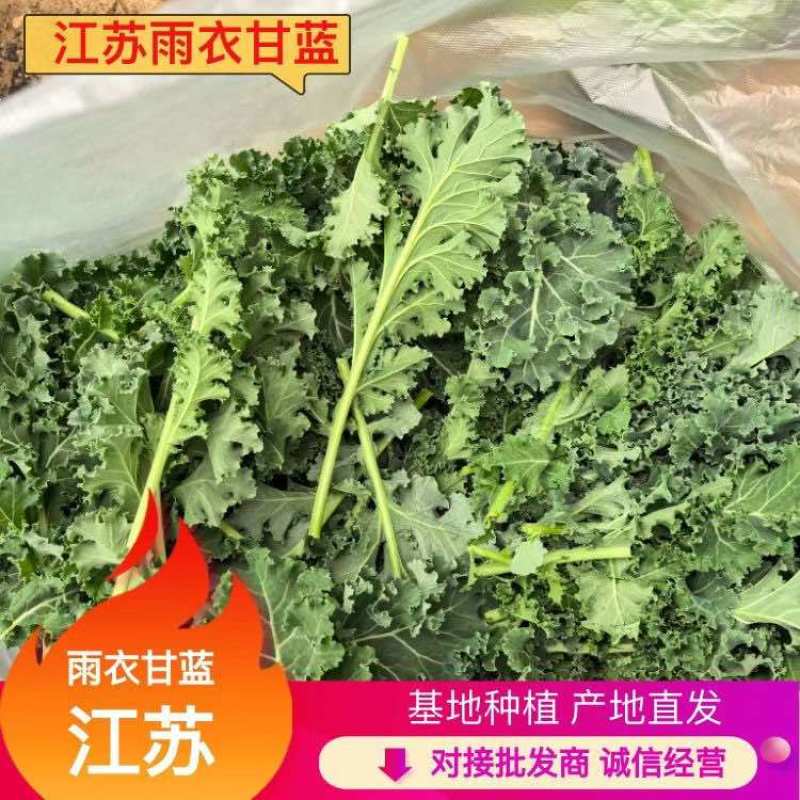 羽衣甘蓝（冬宝）、托斯卡纳羽衣甘蓝